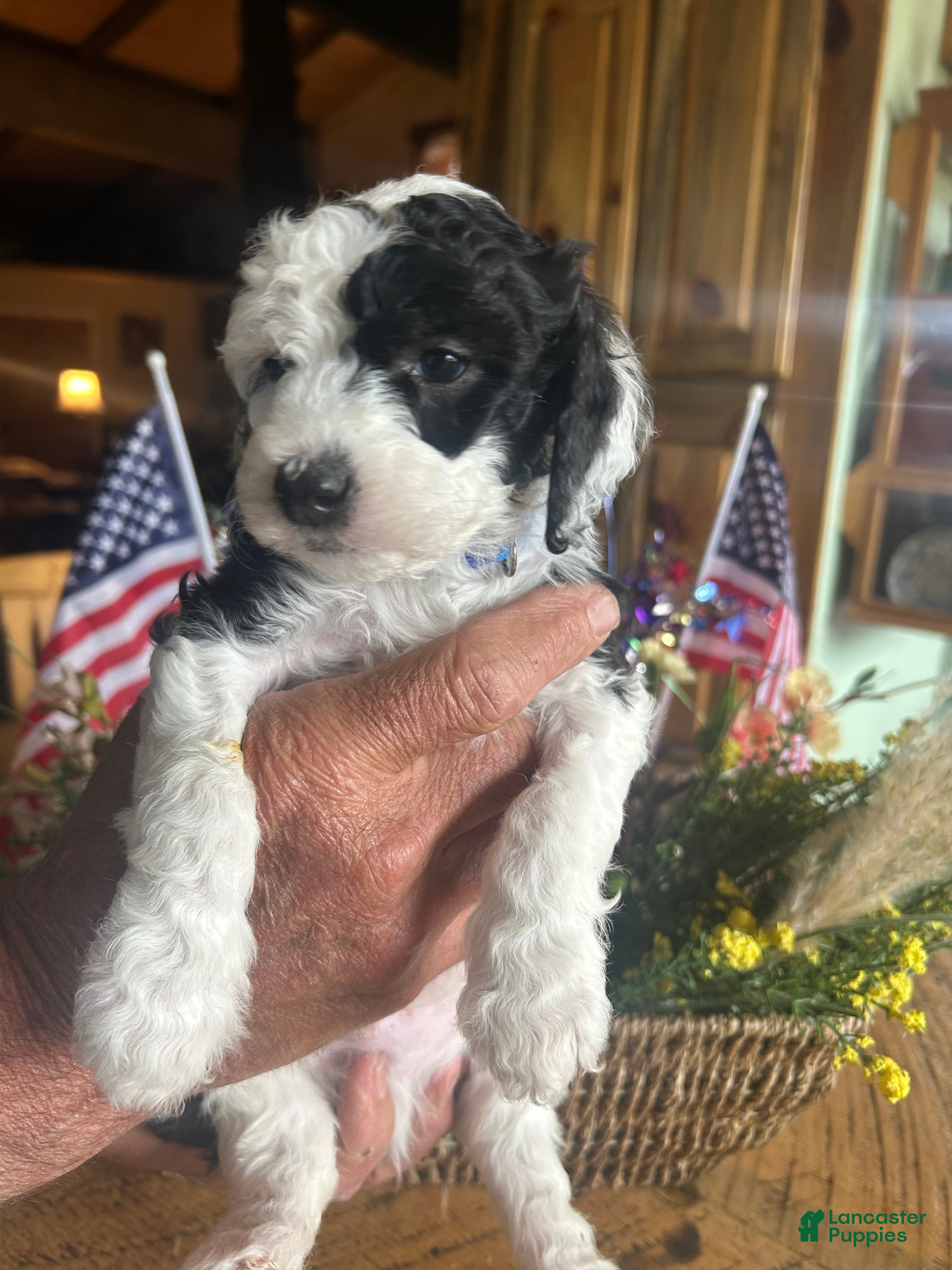 Sheepadoodle dogs Ringo - Ad 2