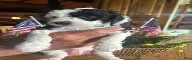 Ringo