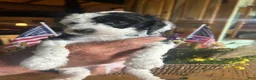 Sheepadoodle dogs for sale: Ringo - Ad 1