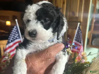 Sheepadoodle dogs for sale: Ringo - Ad 3