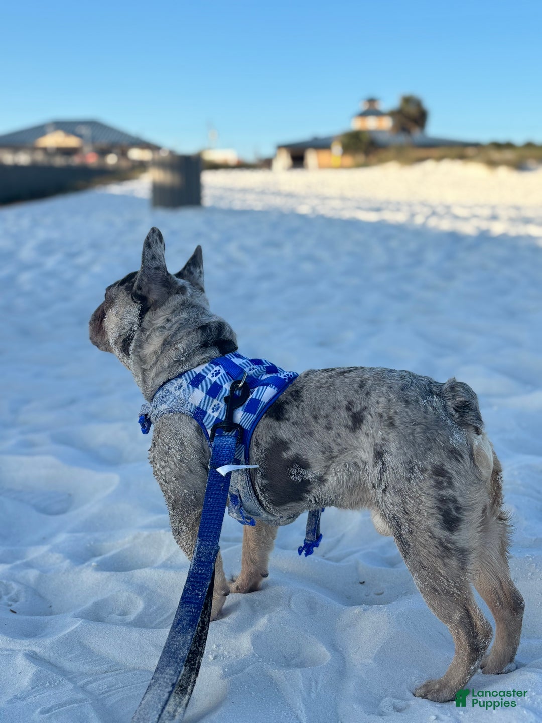 French Bulldog dogs for stud: Percy - Ad 4