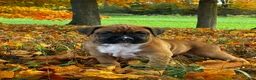 Boxer dogs for sale: Jace - Ad 3