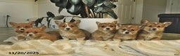 Welsh Corgi Pembroke dogs for sale: Clover  - Ad 5