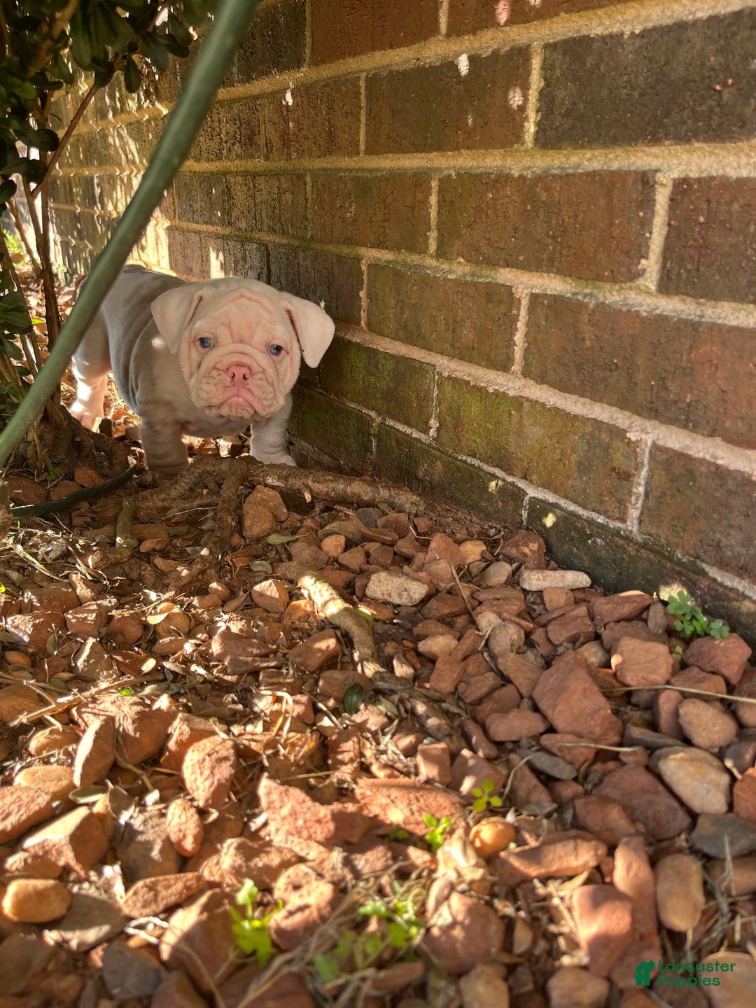 English Bulldog dogs for sale: Blueberry  - Ad 6