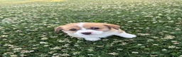 Welsh Corgi Pembroke dogs for sale: Welsh Corgi Pembroke Puppy 1 - Ad 5