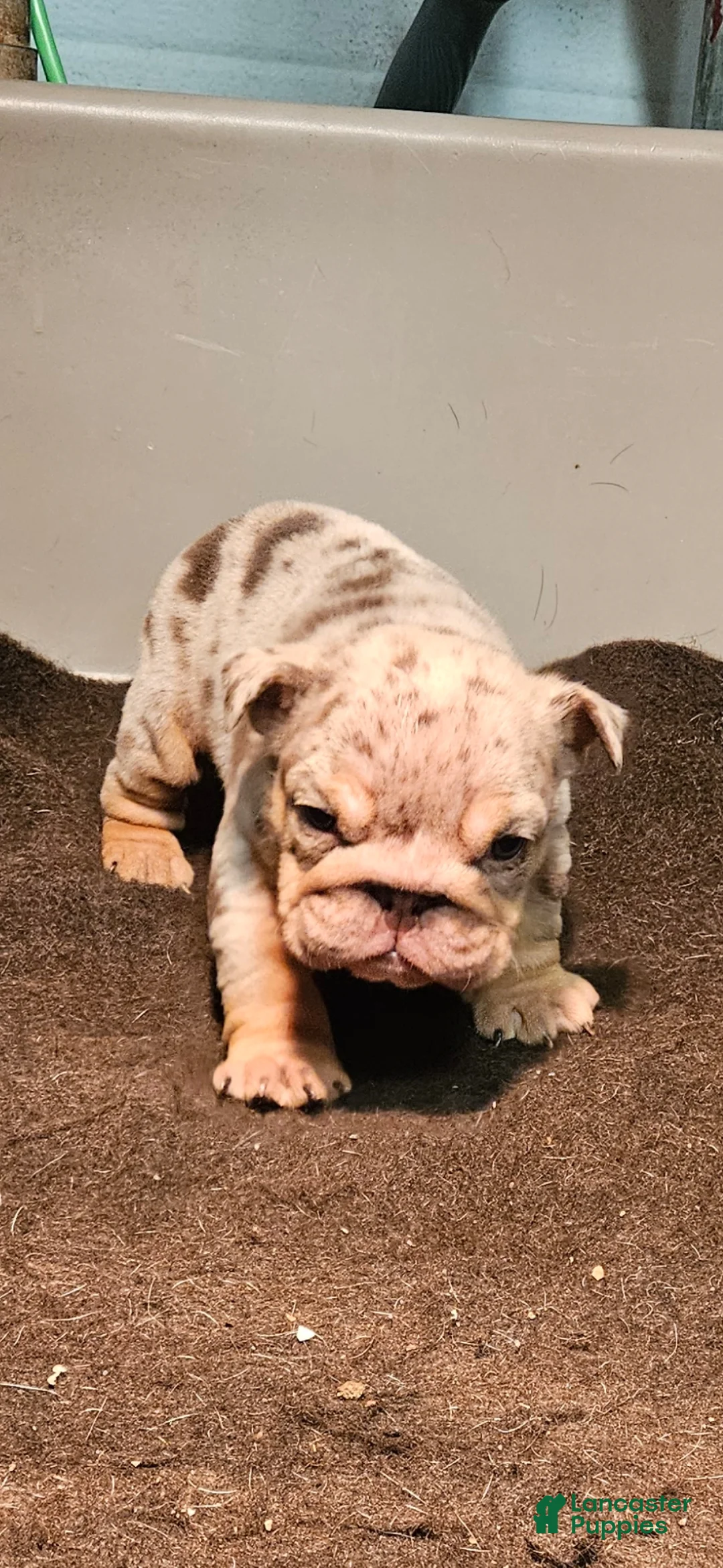 English Bulldog dogs for sale: English Bulldog Puppy 1 - Ad 1