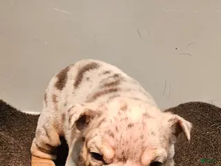 English Bulldog dogs English Bulldog Puppy 1 - Ad 3