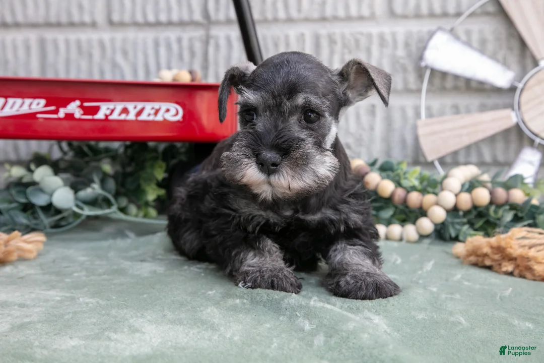 Miniature Schnauzer dogs for sale: Sky - Ad 1