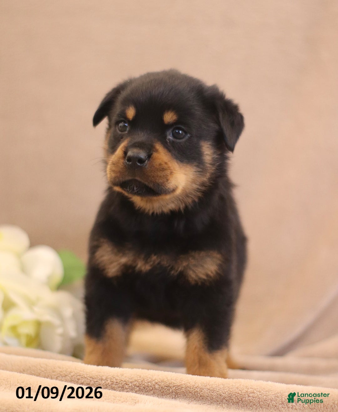 Rottweiler dogs for sale: Terra  - Ad 4