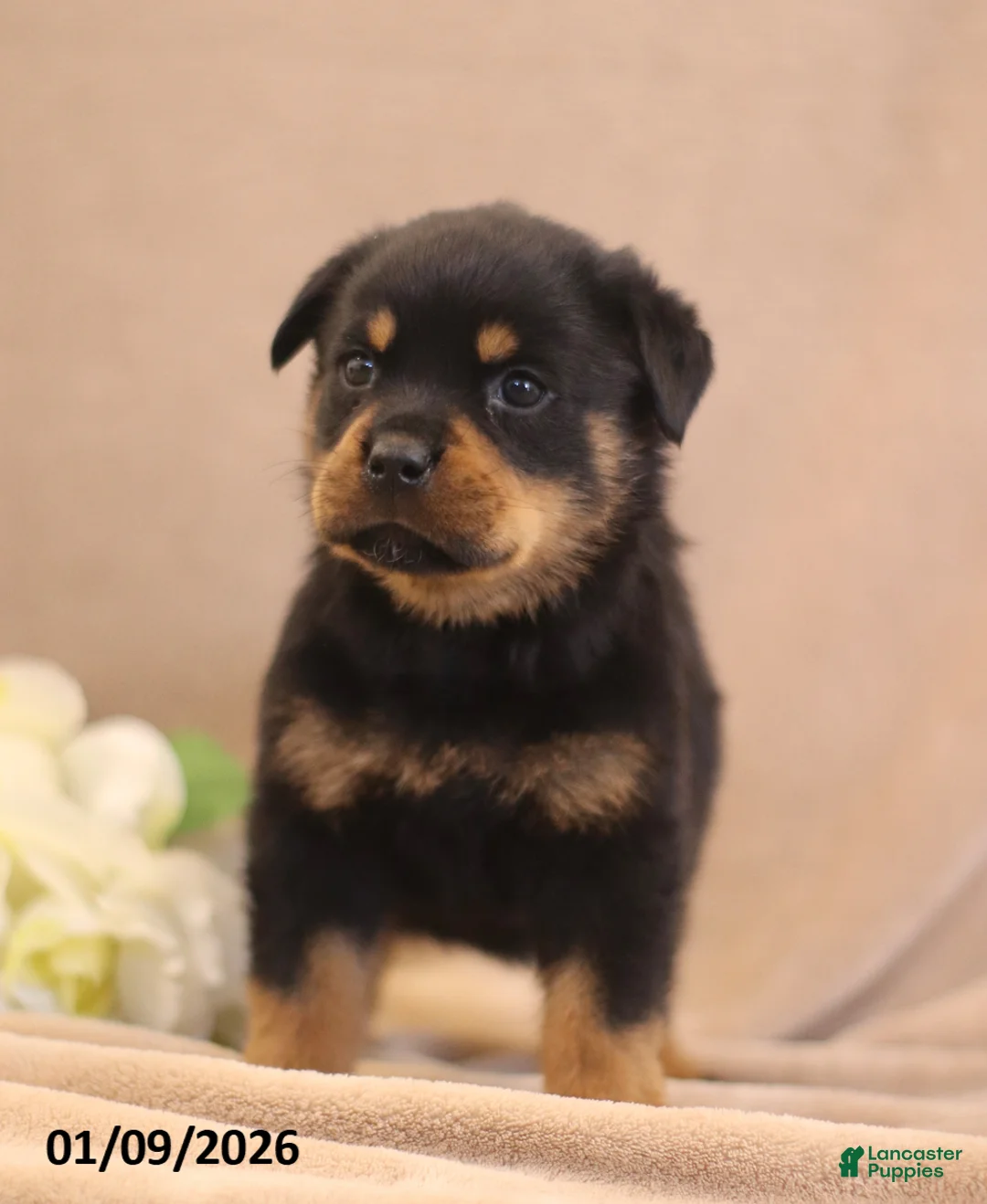 Rottweiler dogs for sale: Terra  - Ad 4
