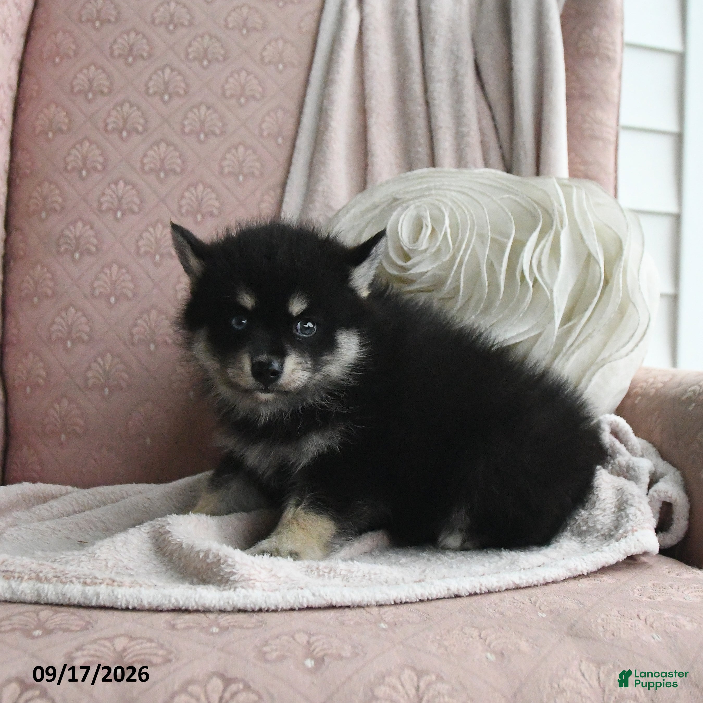 Pomsky dogs Blake - Ad 2