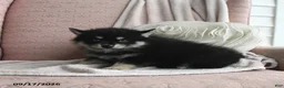 Pomsky dogs for sale: Blake - Ad 2