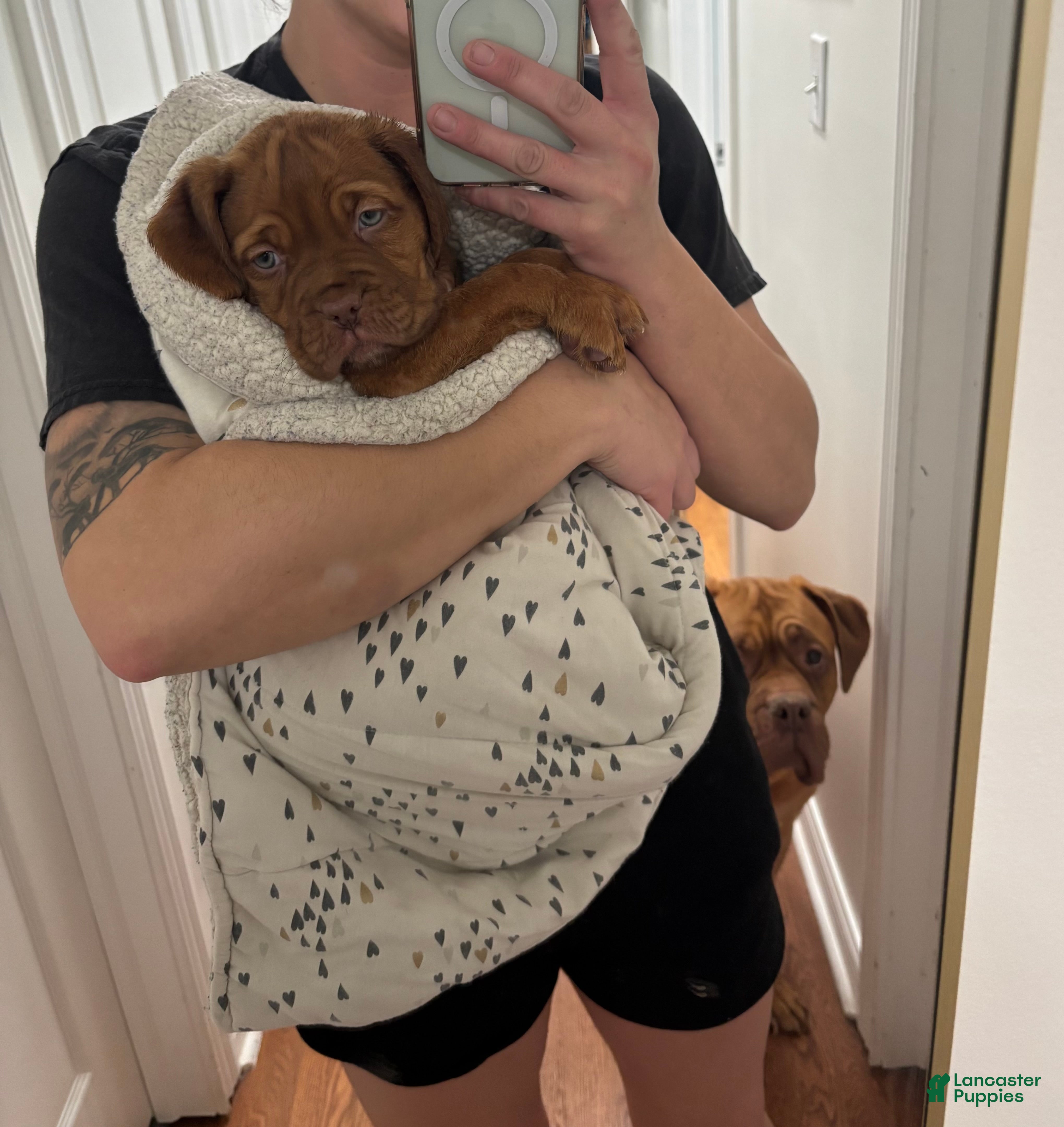 Dogue De Bordeaux dogs Dogue De Bordeaux Puppy 3 - Ad 3