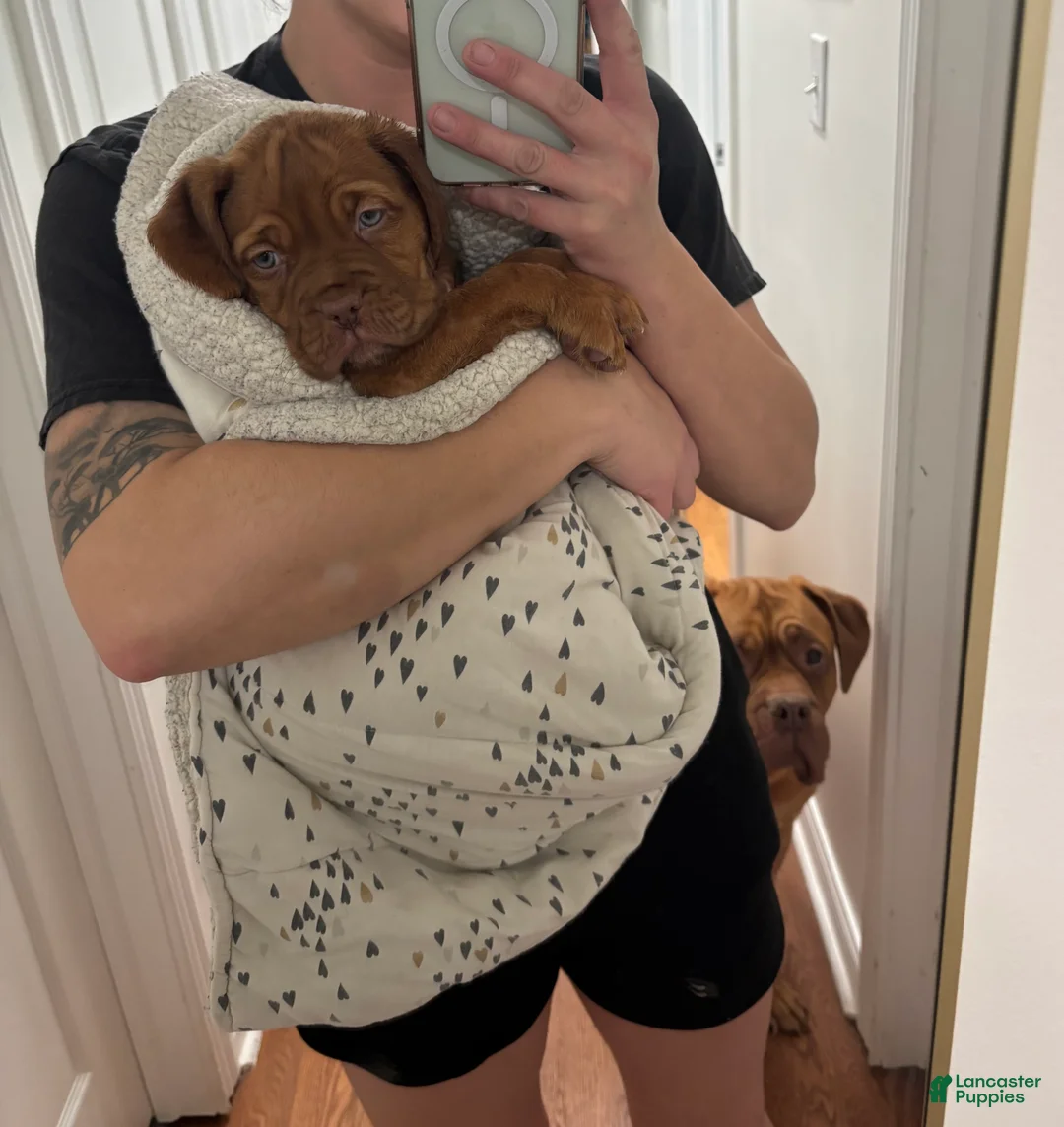Dogue De Bordeaux dogs for sale: Dogue De Bordeaux Puppy 3 - Ad 1