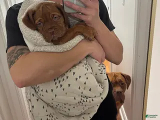 Dogue De Bordeaux dogs Dogue De Bordeaux Puppy 3 - Ad 5