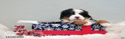 Bernese Mountain Dog dogs for sale: Rita - Ad 4