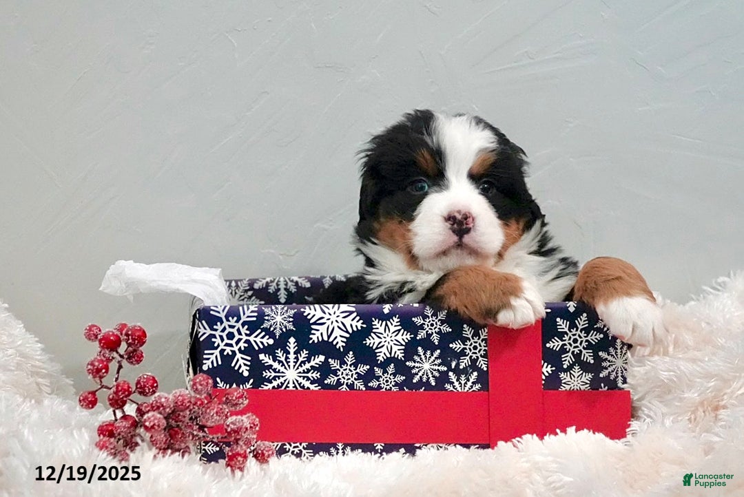 Bernese Mountain Dog dogs for sale: Rita - Ad 4