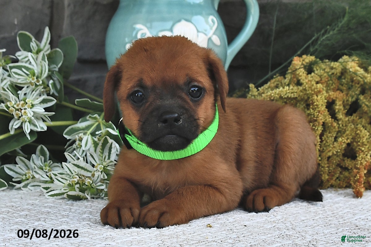 Mixed Breed dogs Toffee  - Ad 1
