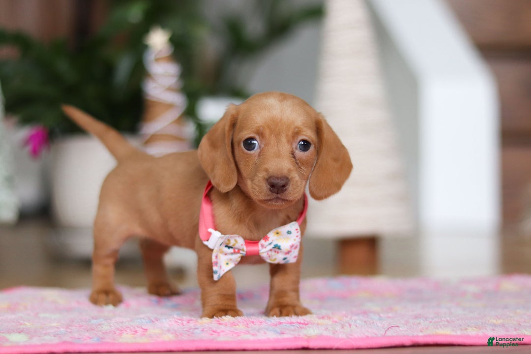Miniature Dachshund dogs for sale: Beth - Ad 5