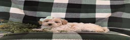 Maltipoo dogs for sale: Jozi Hypoallergenic - Ad 5