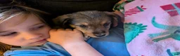 Mixed Breed dogs for sale: Green collar  - Ad 3