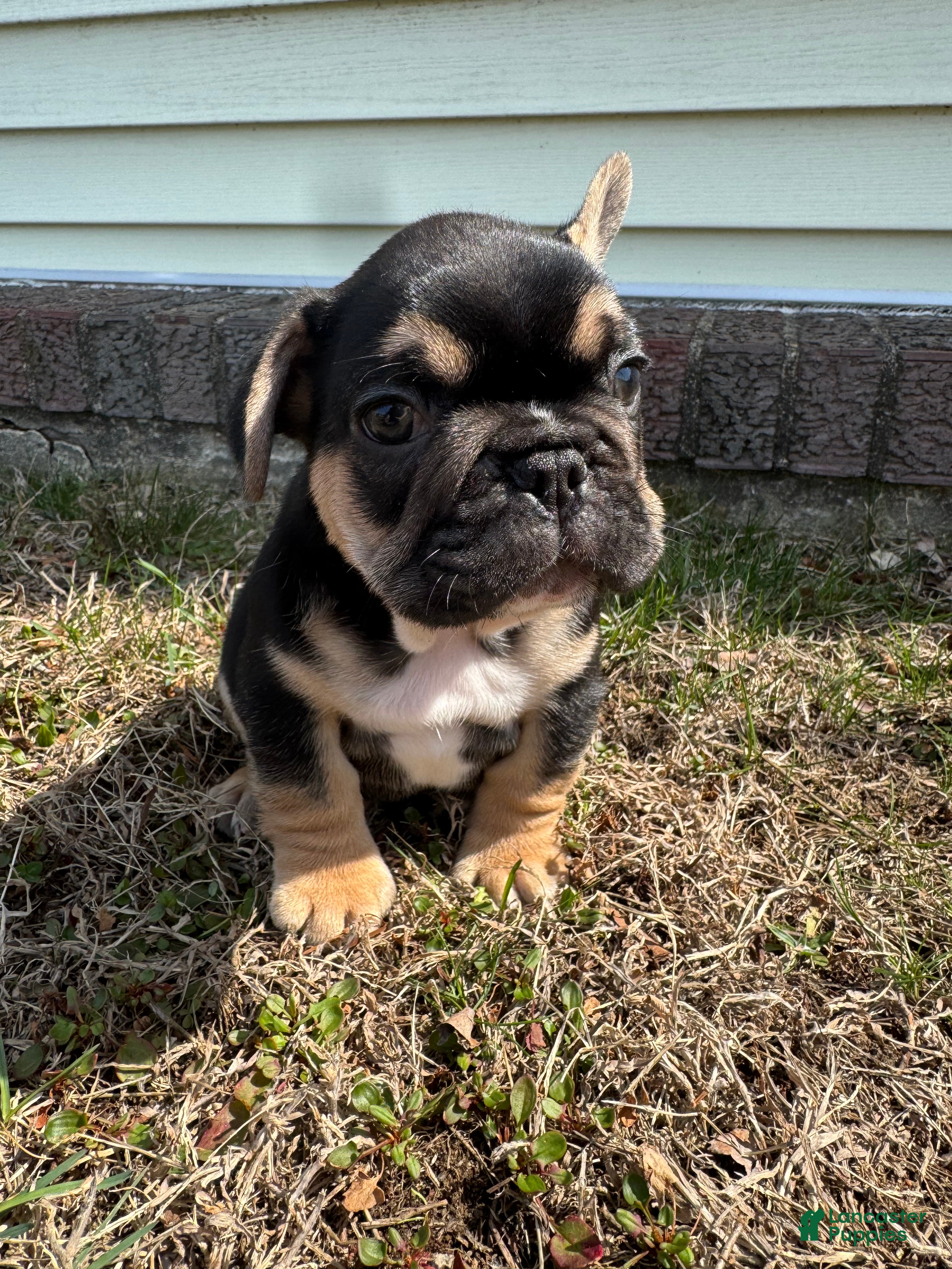 French Bulldog dogs Carl - Ad 2