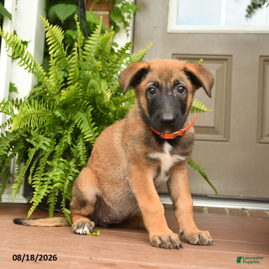 Belgian Malinois dogs Aspen - Ad 2