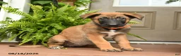Belgian Malinois dogs for sale: Aspen - Ad 2