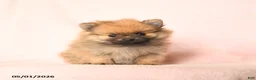 Pomeranian dogs for sale: Lucky - Ad 1
