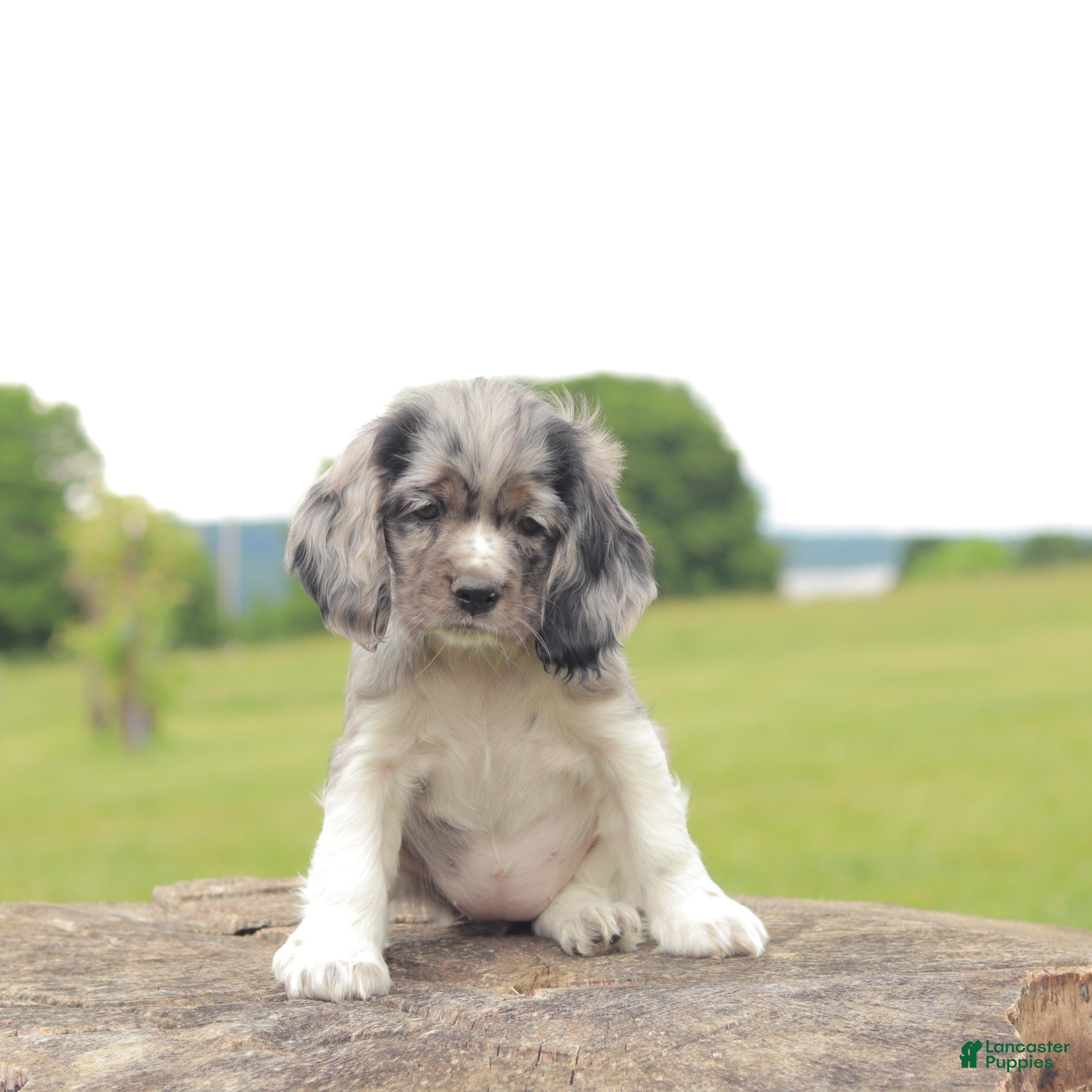 Cocker Spaniel dogs Lilly - Ad 1