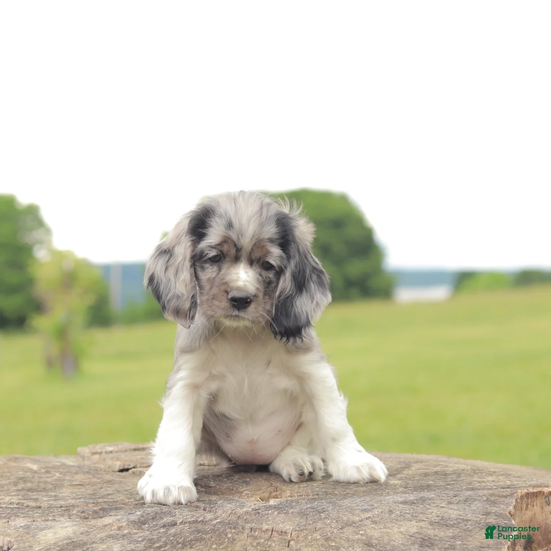 Cocker Spaniel dogs for sale: Lilly - Ad 1
