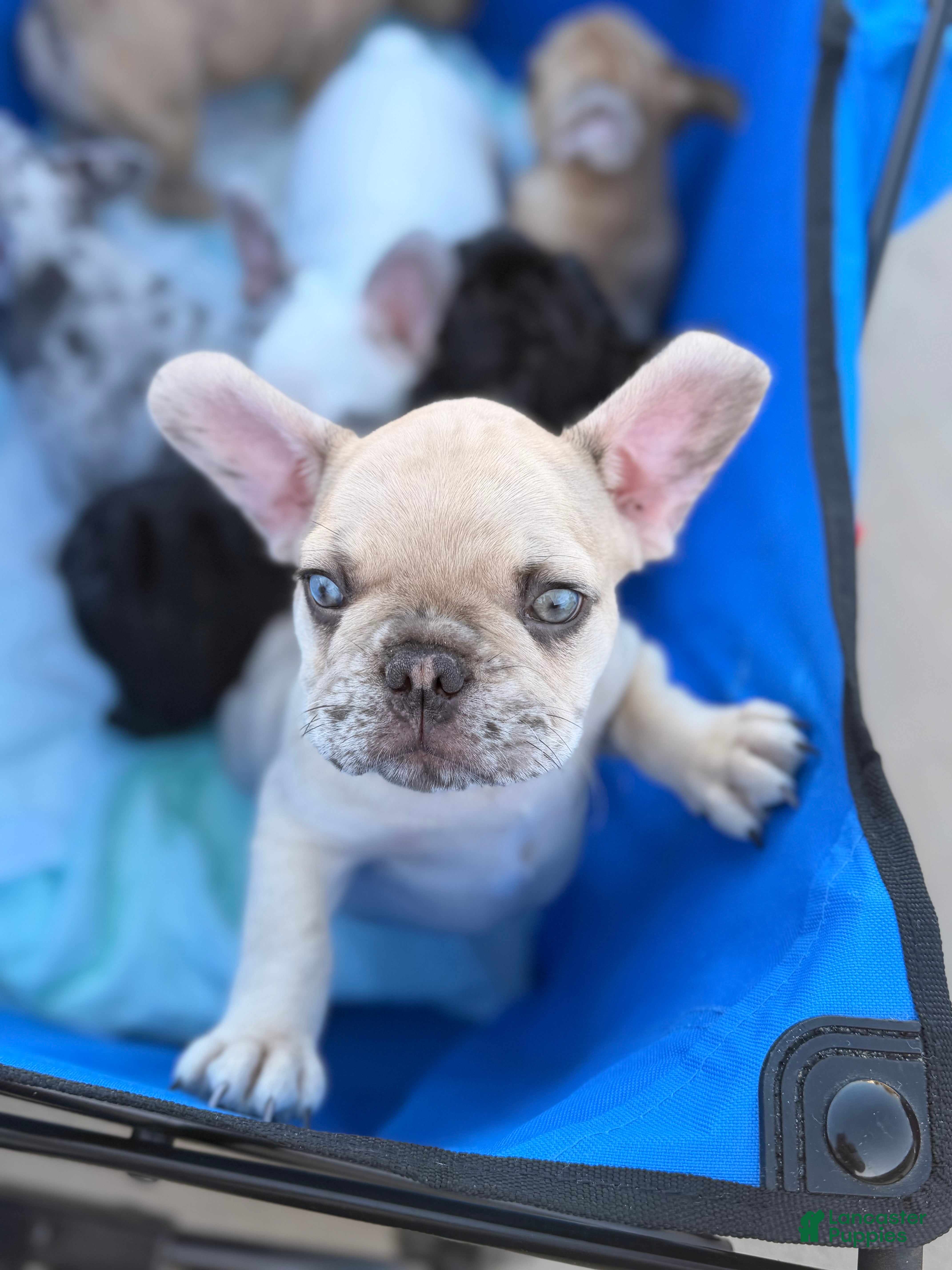 French Bulldog dogs for sale: Henry - Ad 1