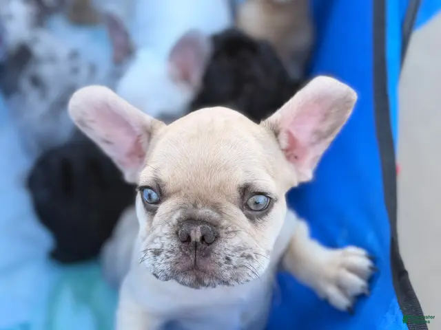 French Bulldog dogs for sale: Henry - Ad 1