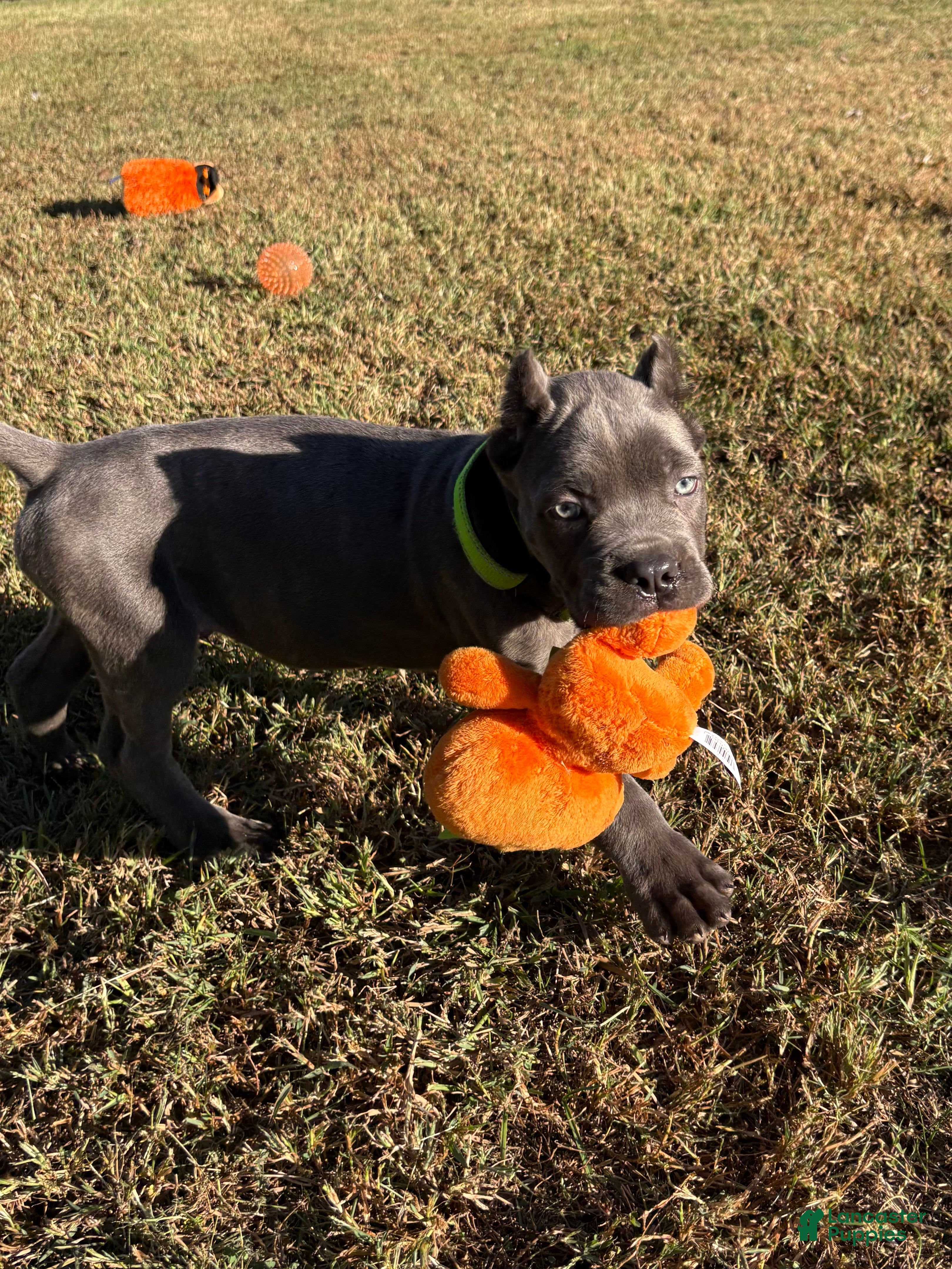Cane Corso dogs for sale: Dark green - Ad 2