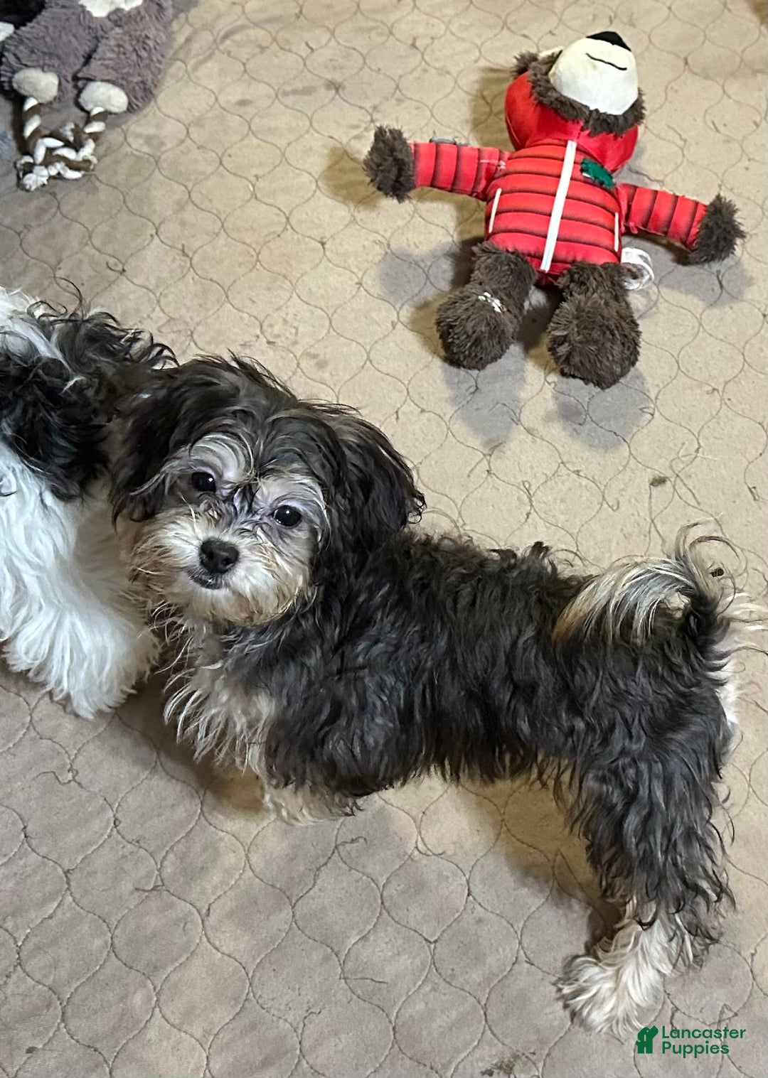 Shihpoo dogs for sale: Shihpoo Puppy 5 - Ad 8