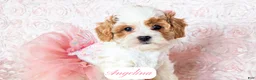 Cavapoo dogs for sale: Angelina - Ad 14