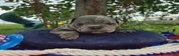 Olde English Bulldogge dogs for sale: Zuma - Ad 9