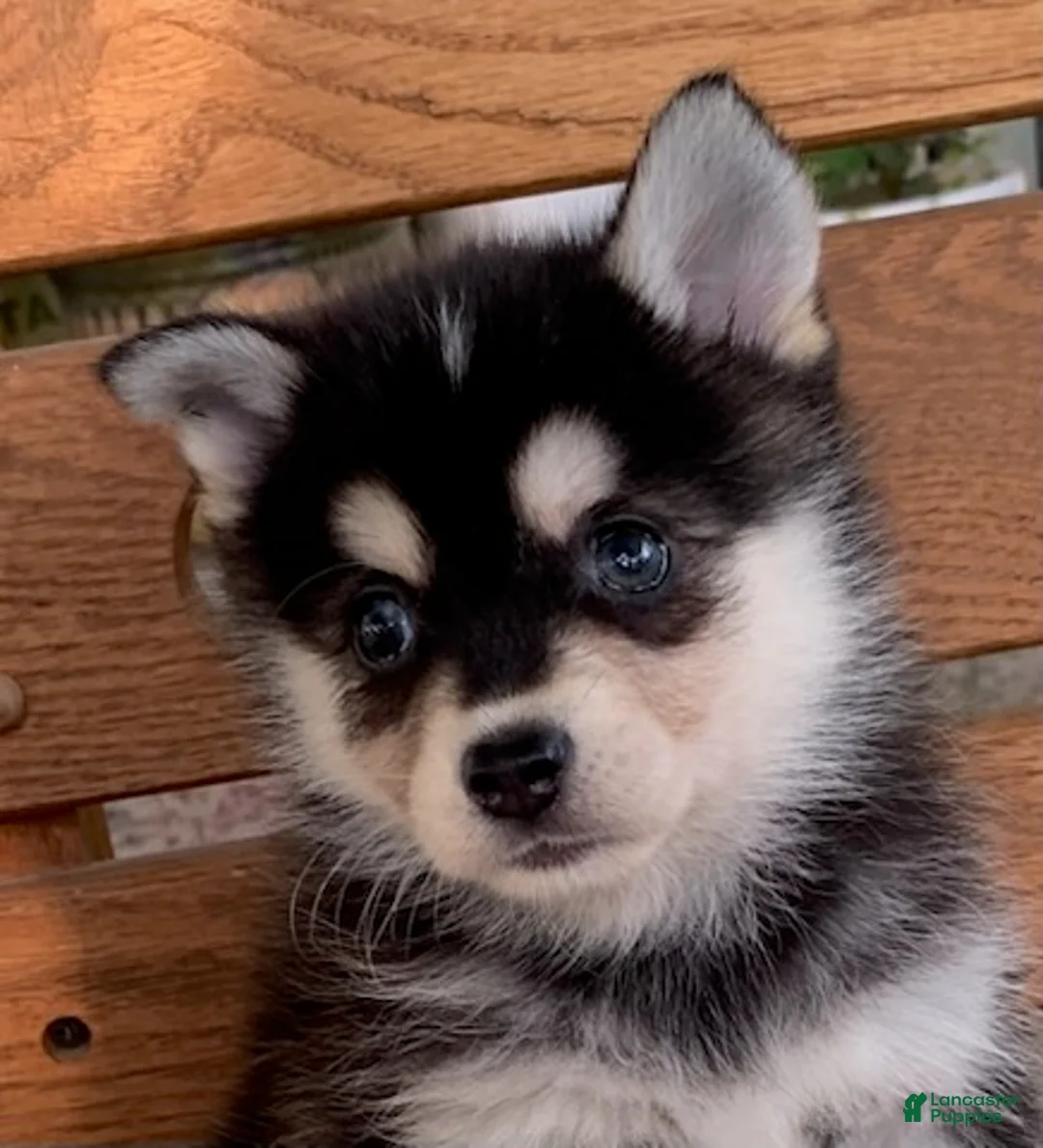 Alaskan Klee Kai dogs for sale: Shadow - Toy Size Mini Husky Boy - Ad 10