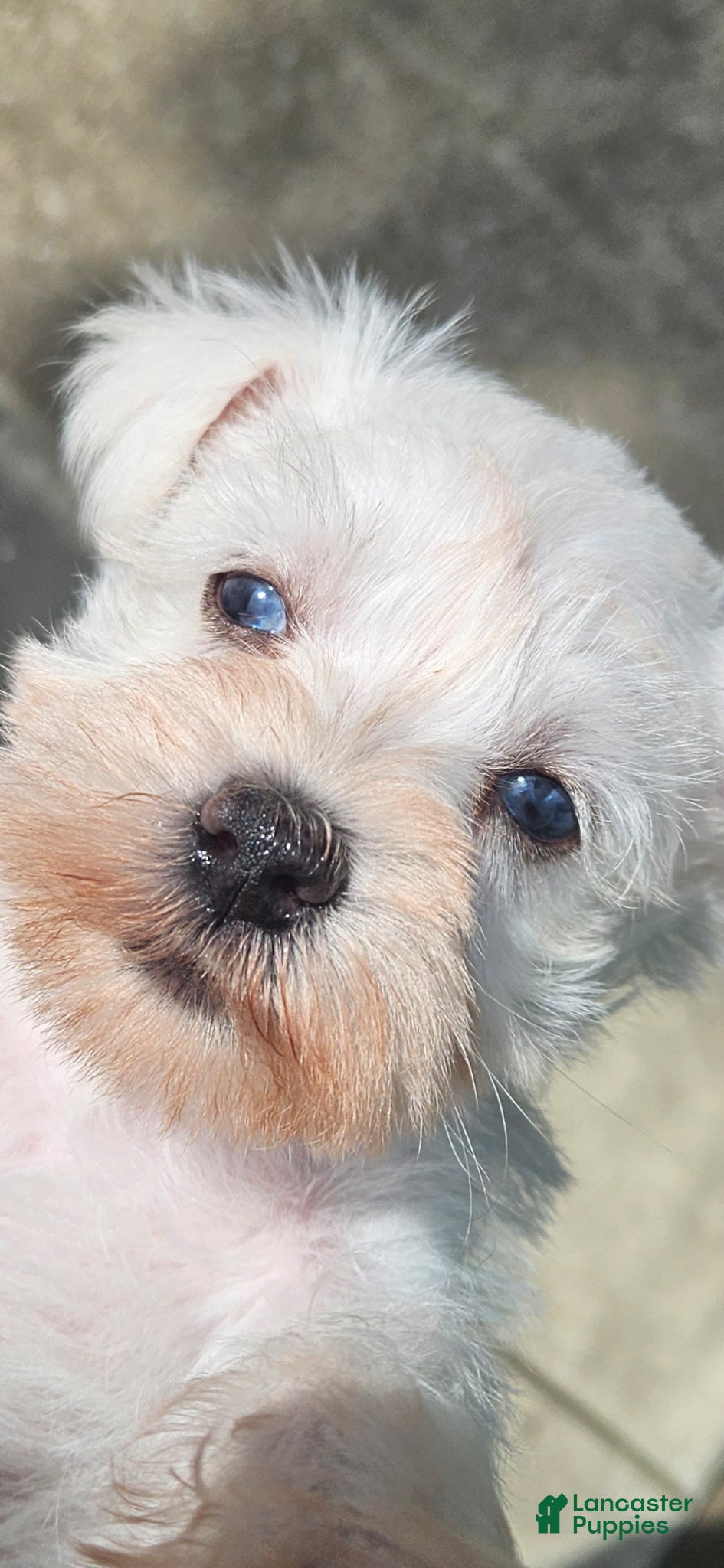 Miniature Schnauzer dogs for sale: Miniature Schnauzer Puppy 1 - Ad 6