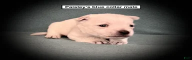 AKC Paisley's Blue Collar Male