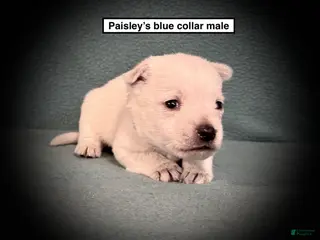 West Highland Terrier dogs AKC Paisley's Blue Collar Male - Ad 6