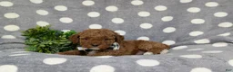 Miniature Poodle dogs for sale: Scooter - Ad 4