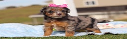 Mini Bernedoodle dogs for sale: Eve - Ad 3