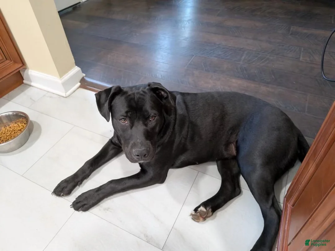 American Pit Bull Terrier dogs for sale: American Pit Bull Terrier 5 - Ad 2