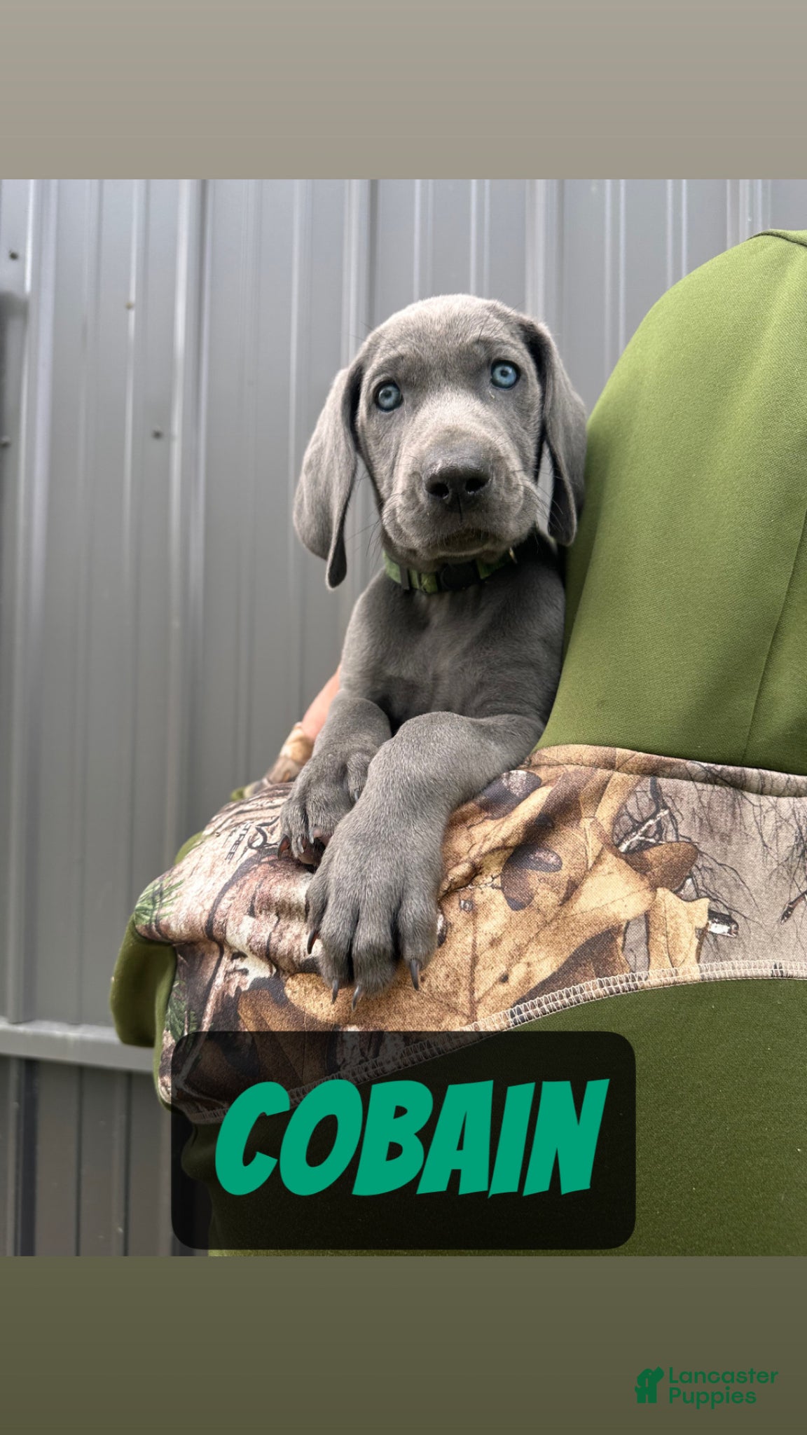 Weimaraner dogs Cobain  - Ad 1