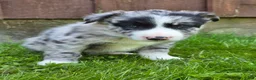 Border Collie dogs for sale: Homer - Ad 3