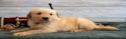 Golden Retriever dogs for sale: Bonnie - Ad 3
