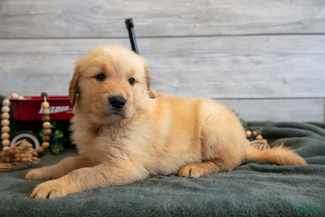 Golden Retriever dogs for sale: Bonnie - Ad 3