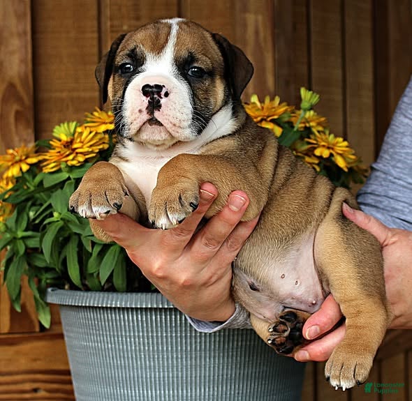 Olde English Bulldogge dogs Canyon - Ad 2