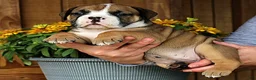 Olde English Bulldogge dogs for sale: Canyon - Ad 2